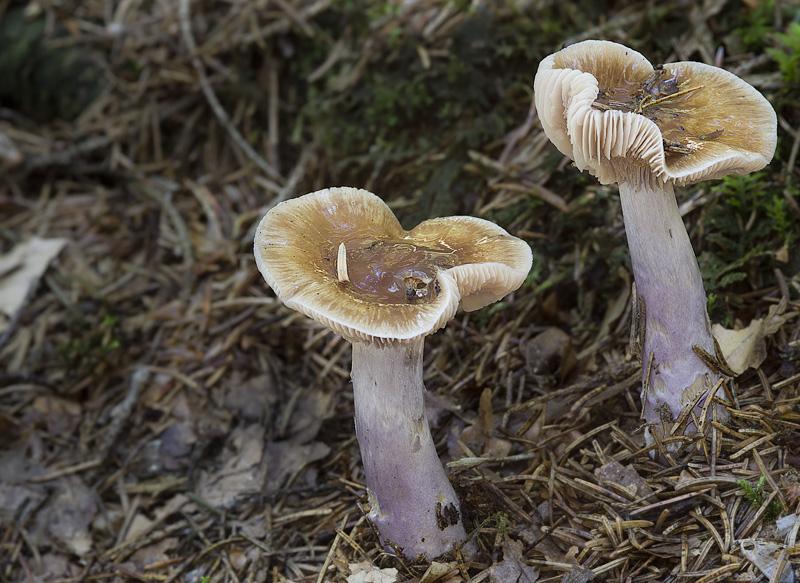 Cortinarius stillatitius